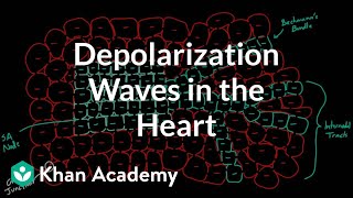 Depolarization waves flowing through the heart  NCLEXRN  Khan Academy [upl. by Ut194]