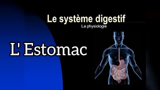 Physiologie de la Digestion  Estomac [upl. by Llieno]