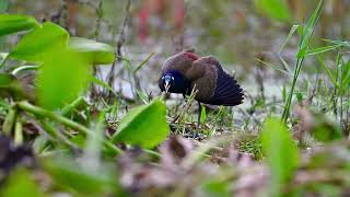 Bronzewinged Jacana calling near human settlement [upl. by Ajed]