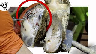 the HOOF RESTORATION of a cow who STRUGGLES TO WALK [upl. by Rydder262]