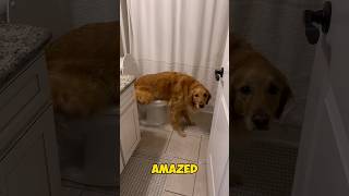 The Dog Peed On The Toilet dog cute viralvideo [upl. by Arihk]