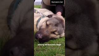 This Dog Breed has the Strongest Bite  animalfacts dogfacts [upl. by Harriette255]