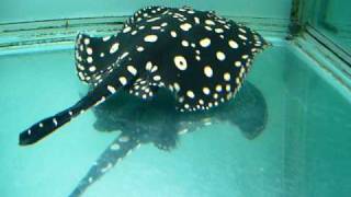 Star of the Amazon Stingray Breeding Ground  Taiwan [upl. by Capwell927]