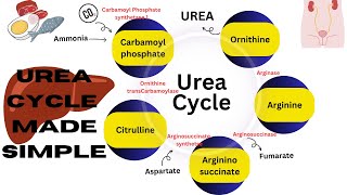 A2 Biology  The liver OCR A Chapter 154 [upl. by Anayk]