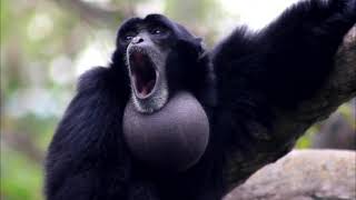 Siamang Gibbon monkey is howling with neck swells like a balloon [upl. by Yanel692]