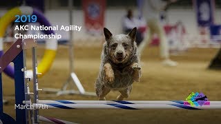 AKC 2019 National Agility Championships [upl. by Esyned]