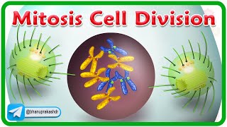 Mitosis Cell Division Animation  Phases of mitosis  Cell Cycle [upl. by Sheelagh]