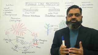 Slime Molds Urdu Hindi medium profmasoodfuzail  Myxomycota  Oomycota  Watermolds [upl. by Enelam]