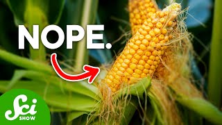 Are GMOs Actually Bad For You [upl. by Ahsimin524]