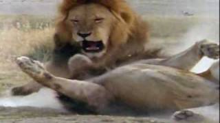 BEST LION FIGHT ON YOUTUBENO LIE [upl. by Mairym]