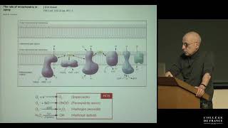 Biogenèse mitochondriale froid restriction calorique Collège de France [upl. by Attevroc]