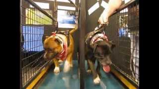 Top Dog Walking Machines Sun Canine Stars Gold Coast Pet Expo [upl. by Ained]