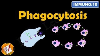 Phagocytosis FLImmuno10 [upl. by Sirahc]