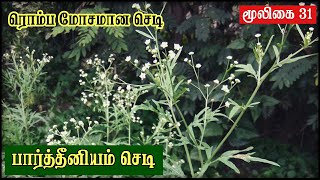 Parthenium Hysterophorus Tamil  Plant Side Effects  Allergy  Grass இந்த செடியை பிடுங்கி போட்ருங்க [upl. by Millford]