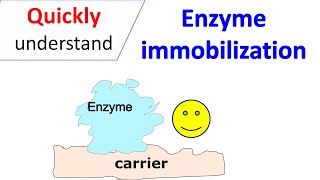 Enzyme immobilization [upl. by Maridel]