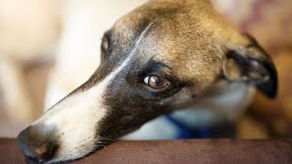 Getting to Know the Whippet Breed History and Origins [upl. by Edwyna]