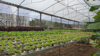 Antipolo Hydroponics farm [upl. by Ahsead]