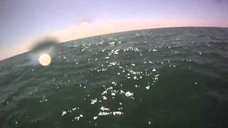 Great White Sharks Filmed off San Onofre State Beach [upl. by Archibald]