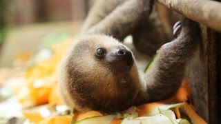 CUTE Baby sloth at feeding time [upl. by Novoj]