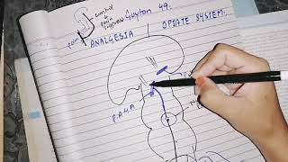 Analgesia System Pain suppression  Opiates system Guyton 49 neurophysiology [upl. by Etnom]