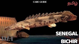 SENEGAL BICHIR  care guide தமிழ் [upl. by Teddman812]