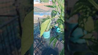 Tomato Hornworm on Jalapeno Plant  Hornworms in Garden gardening pests [upl. by Arammat]