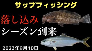 湘南で落とし込み イナダとオオモンハタSUPフィッシング 2023年9月10日 [upl. by Baoj]