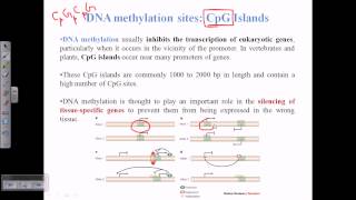 CpG islands [upl. by Eglantine]