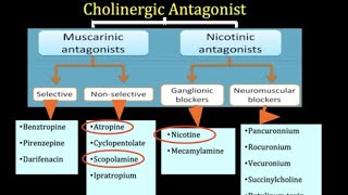 Pharmacology part 4 cholinergic antagonist [upl. by Nosiram]