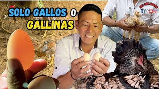 Pon ABARCAR así tus gallinas para que te salgan solo gallos o solo gallinas [upl. by Devehcoy]