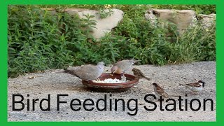 Bird Feeding Station  Birds Chirping  Birds Are Breakfasting  Birds And Water Sound [upl. by Gnauq]