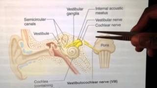 Cranial Nerves 8 of 12 Vestibulocochlear Nerve  Head and Neck Anatomy 101 [upl. by Ynohtnanhoj]