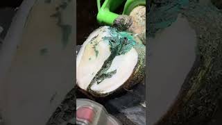 cows hoof turns BLUE hoof cow animals hoofpicking satisfying weird [upl. by Ardnaet]