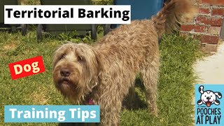 How to Treat Territorial Barking in Dogs [upl. by Kerstin]