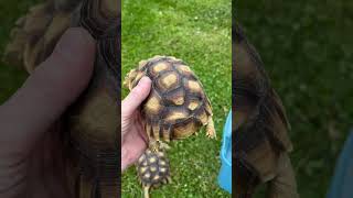 3 sulcata tortoises we hatched sulcatatortoise sulcata swetlandtortoises reptiles tortoise [upl. by Eneleh]