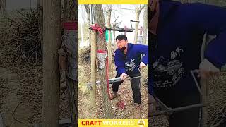 Eucalyptus tree leveling process [upl. by Ahsilram]