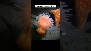 How🤔 Swimming Sea Anemone Runs Away From A Starfish😳🥀 animals fish [upl. by Gaidano]