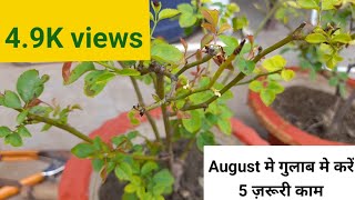 अगस्तमे गुलाब के पौधे की देखभाल कैसे करेAugust Month Rose Plant Care Monsoon rose plant [upl. by Ttennej101]