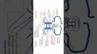 Drainage of cavernous sinus shorts anatomy biology [upl. by Bergerac476]