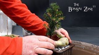 Root Pruning My Catalpa Dawn Redwood Yew and Gingko The Bonsai Zone Feb 2024 [upl. by Akiner]