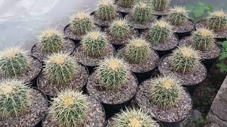 Mi cultivo de echinocactus grusonii tengo que transplantar más de 100 biznagas [upl. by Merridie]