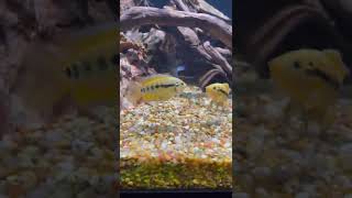 Rainbow Cichlid Herotilapia multispinosus [upl. by Imoyik]