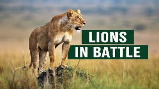 The Apex Predators Fighting To Feed Their 21 Lion Family  Pride In Battle  Full Documentary [upl. by Arriet]