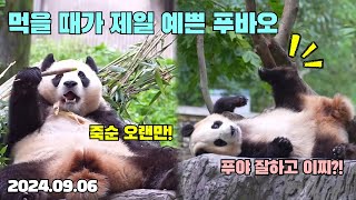 96 실시간 푸바오 오랜만에 죽순 먹고 플레이봉 위에도 올라간 푸바오🌳 [upl. by Naihtniroc]