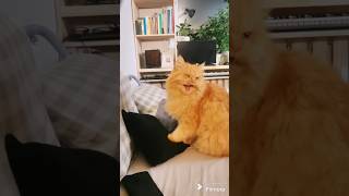 котмеломан catshorts cat pets shorts [upl. by Efram743]