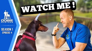 The quotWatch Mequot Command for Dobermans  Dobie Masters Season 1 Episode 4 [upl. by Ruthann]