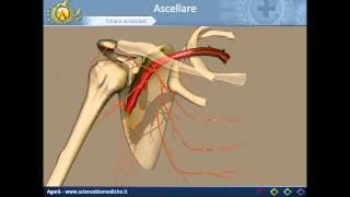 Apparato cardiocircolatorio 14 Arteria ascellare [upl. by Hilar]