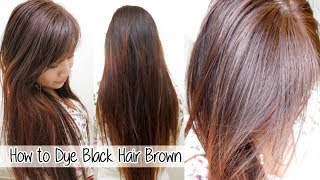 How to Dye Hair from Black to Brown Without Bleach l Loreal HiColor Vanilla Champagne [upl. by Naghem394]