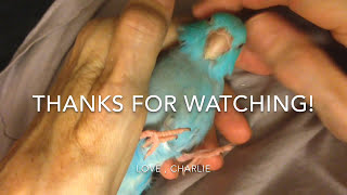 Spa Time For Charlie The Parrotlet [upl. by Dieball984]