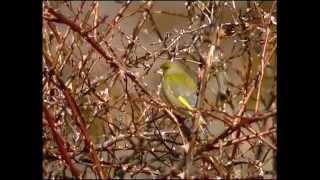 Grönfink  Chloris chloris  European Greenfinch  ljudsound [upl. by Gaddi]